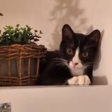 Chat archie à l adoption #3