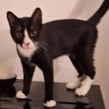 Chat archie à l adoption #2