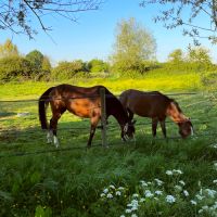 Pension pour chevaux et poneys - pas-de-calais