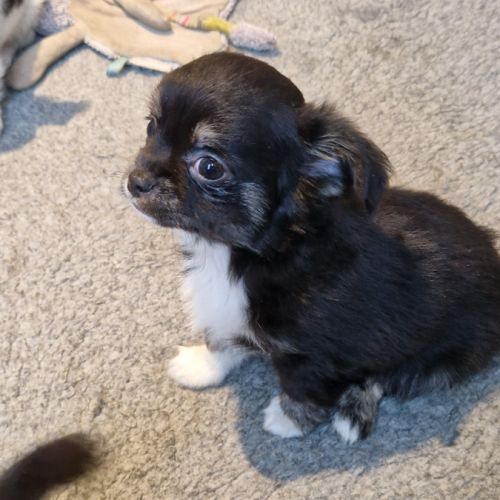 Magnifique bébé mâle chihuahua dépt 86 #5