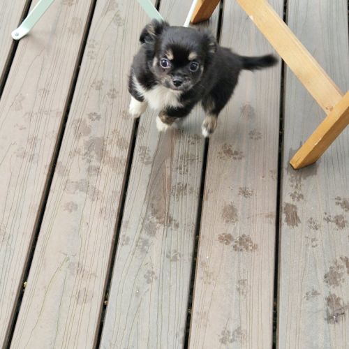 Magnifique bébé mâle chihuahua dépt 86 #7