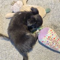 Magnifique bébé mâle chihuahua dépt 86 #4