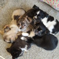 Magnifique bébé mâle chihuahua dépt 86 #6