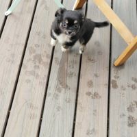 Magnifique bébé mâle chihuahua dépt 86 #7