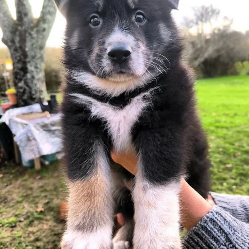 Chiot mâle berger allemand x laïka de iakoutie
