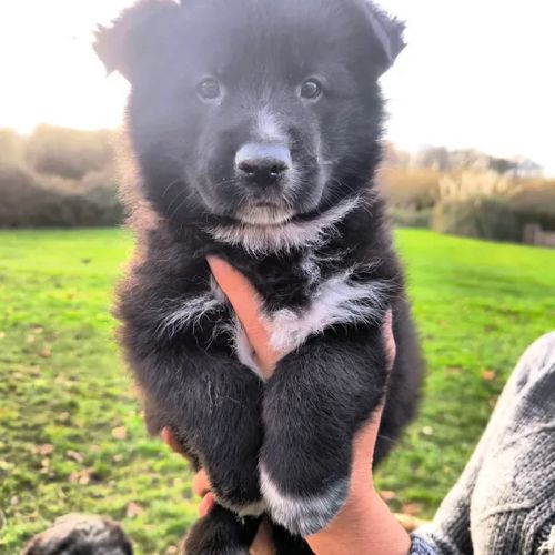 Chiot mâle berger allemand x laïka de iakoutie