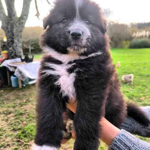 Chiot mâle berger allemand x laïka de iakoutie