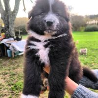 Chiot mâle berger allemand x laïka de iakoutie