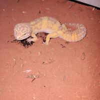 Gecko léopard #2