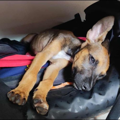 Tanina l'amie des chiens et chats