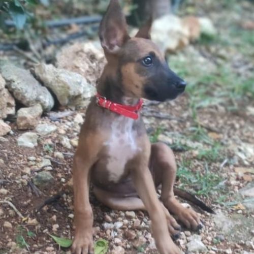 Tanina l'amie des chiens et chats #2