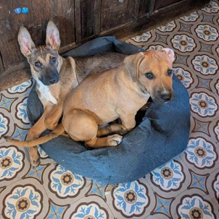 Tanina l'amie des chiens et chats #4