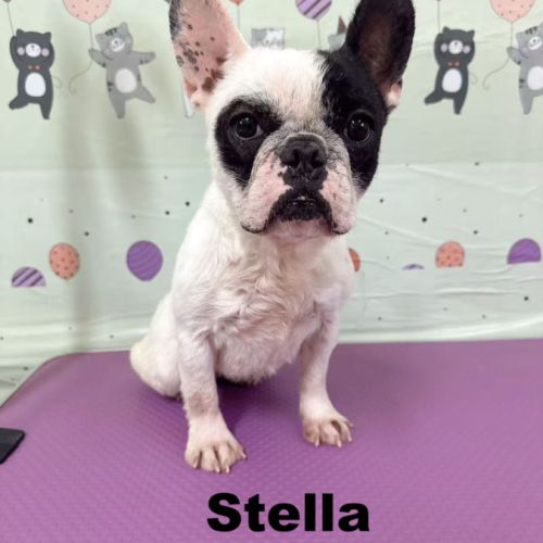 A adopter stella se trouve dans un refuge en chine #1