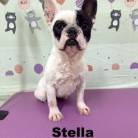 A adopter stella se trouve dans un refuge en chine #2