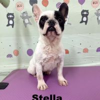 A adopter stella se trouve dans un refuge en chine #0