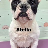 A adopter stella se trouve dans un refuge en chine #4