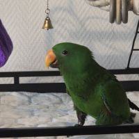 Jeune perroquet éclectus de 6 mois avec sa cage #1