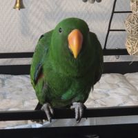 Jeune perroquet éclectus de 6 mois avec sa cage