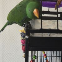 Jeune perroquet éclectus de 6 mois avec sa cage #3