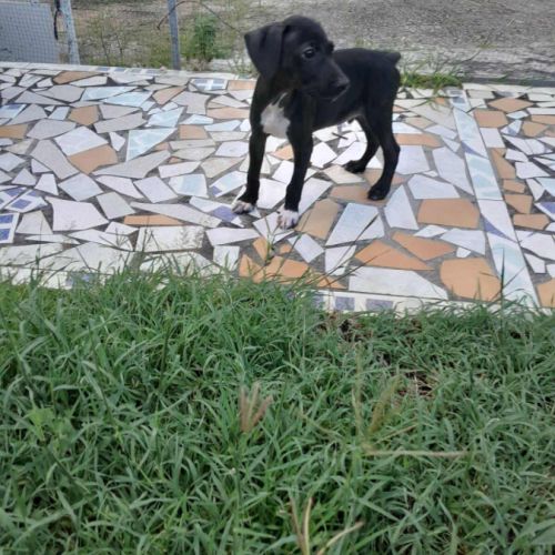 Blacky pour la vie #4