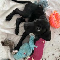 Blacky pour la vie #3