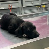 Goliath le magnifique #1