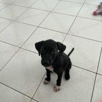 Goliath le magnifique #4