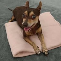 Daisy la belle chihuahua #4