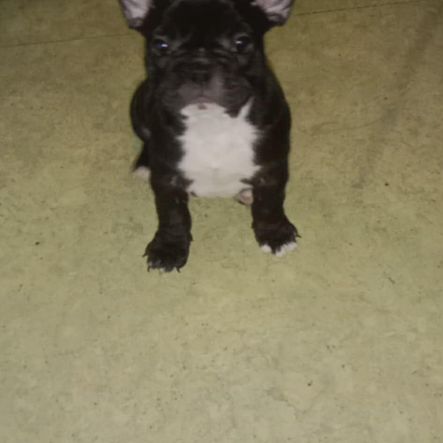 Bouledogue français mâle