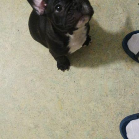 Bouledogue français mâle #2