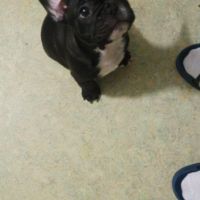 Bouledogue français mâle #2