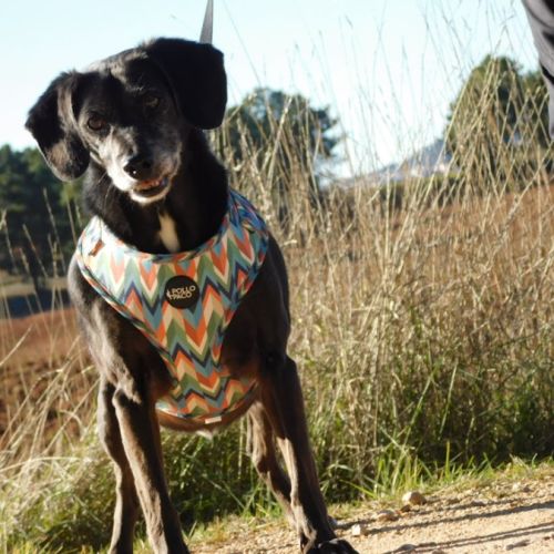 Adorable petit chien senior cherche sa famille #3