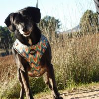 Adorable petit chien senior cherche sa famille #3