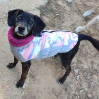 Adorable petit chien senior cherche sa famille #0