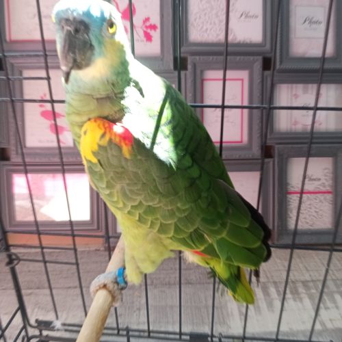 Femelle amazone à front bleu