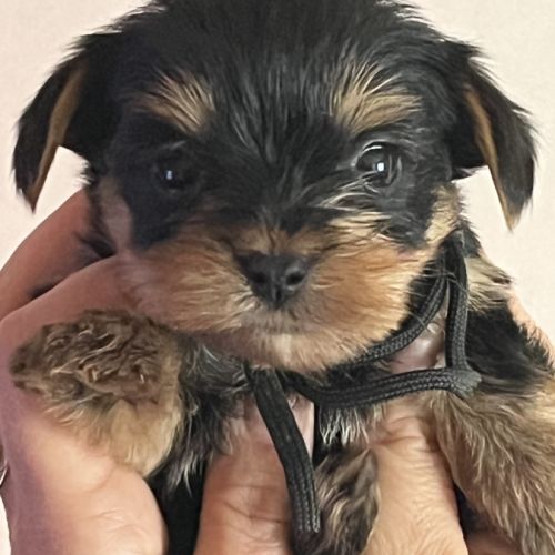 Les yorks sont là!!! #3