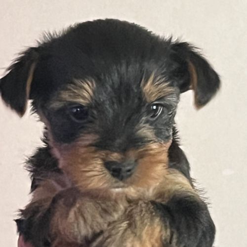 Les yorks sont là!!! #4