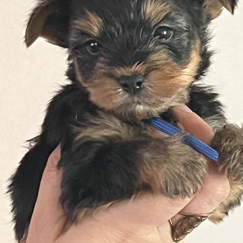 Les yorks sont là!!! #5