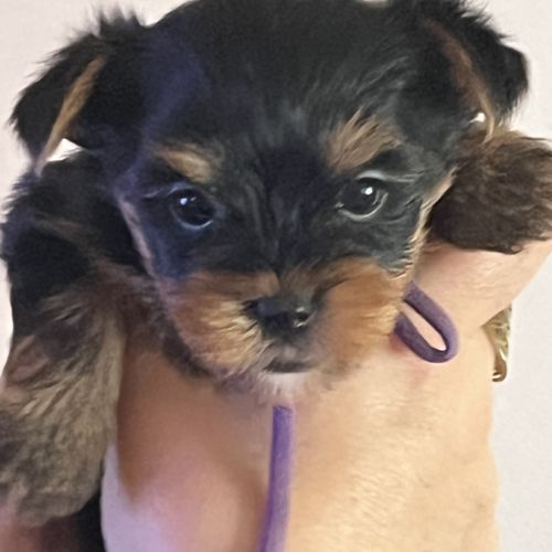 Les yorks sont là!!!