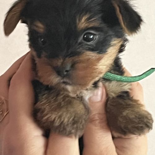 Les yorks sont là!!! #7