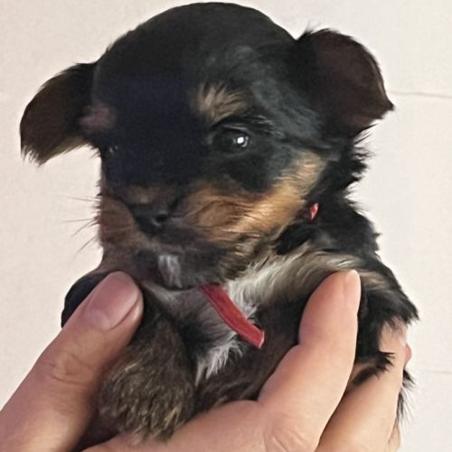 Les yorks sont là!!! #8