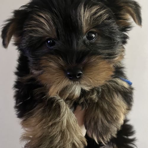 Les yorks sont là!!!