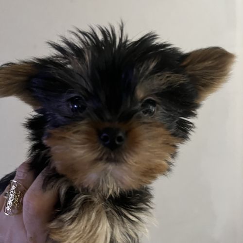 Les yorks sont là!!!