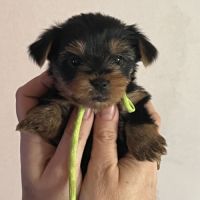 Les yorks sont là!!! #1