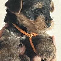 Les yorks sont là!!! #2