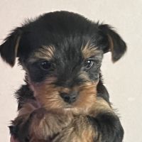 Les yorks sont là!!! #4