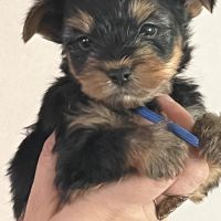 Les yorks sont là!!! #5