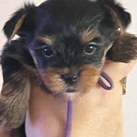 Les yorks sont là!!! #0