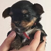 Les yorks sont là!!! #8