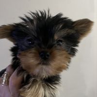 Les yorks sont là!!!